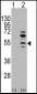 MEF2C Antibody (S59)