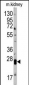 Claudin 1 (CLDN1) Antibody (Loop2)