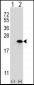 Claudin 1 (CLDN1) Antibody (Loop2)