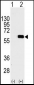 AKT2 Antibody (S474)