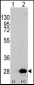 HSPB1 Antibody (S82)