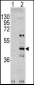 MAPK3 Antibody (Y204)