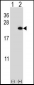 BarX1 Antibody (C-term)