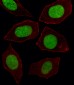 EN1 (Engrailed 1) Antibody (N-term)