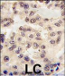 EN1 (Engrailed 1) Antibody (N-term)