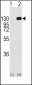 FGFR1 Antibody (Y463)