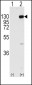 FGFR1 Antibody (Y766)