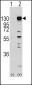 FGFR1 Antibody (Y653)
