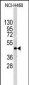 ILK Antibody (T173)