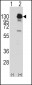 PDGFRA Antibody (Y762)