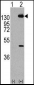PDGFRA Antibody (Y768)