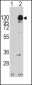 PDGFRA Antibody (Y754)