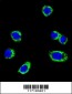 B-RAF Antibody (S445)