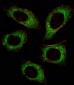 AP7961d-MAP2K2-Antibody-T394