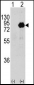 PIK3R2 Antibody (Y464)