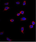 CD44 Antibody (N-term)