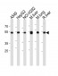 ALDH2 Antibody (N-term)