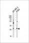 FRAT1 Antibody (C-term)