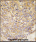 ATG4D Antibody (C-term)