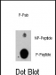 Phospho-PIK3R2(Y464) Antibody