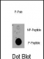 Phospho-RPS6KA1(T359) Antibody