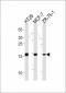 Anterior Gradient 2 (AGR2) Antibody (N-term)