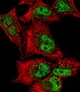 MEF2C Antibody (S387)