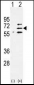 Parp6 Antibody (C-term 503)