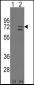 Parp6  Antibody (C-term)