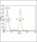 CD14 Antibody (C-term)