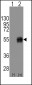 CD14 Antibody (C-term)