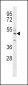 CD14 Antibody (C-term)