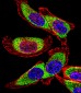 YBX1 Antibody (C-term)