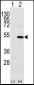 YBX1 Antibody (C-term)