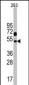 NP1(Nptx1) Antibody (C-term)