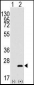 BarX1 Antibody (Center)