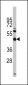 TGIF Antibody (Center L223)