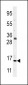 Histone H3 Antibody(N-term)