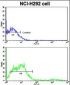 CD8A Antibody (C-term)