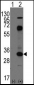 CD8A Antibody (C-term)