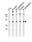 Rax Antibody (C-term)