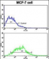 H Cadherin (CDH13) Antibody (C-term)