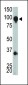 Metabotropic Glutamate Receptor 8 Antibody (C-term)