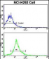 SOX2 Antibody (N-term)