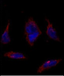 SOX2 Antibody (N-term)