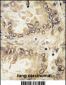 SOX2 Antibody (N-term)