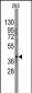 SOX2 Antibody (N-term)