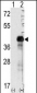 SOX2 Antibody (N-term)