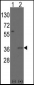 Msx2 Antibody (N-term)