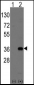 Msx2 Antibody (C-term)